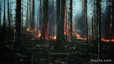 火焰吞噬<strong>树木实拍</strong>视频